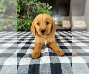 Golden Retriever Puppy for sale in GREENWOOD, IN, USA