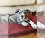 Small Photo #19 American Bully Puppy For Sale in LUBBOCK, TX, USA