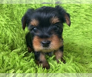 Yorkshire Terrier Puppy for sale in RIO, IL, USA