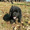 Small Photo #5 Newfoundland Puppy For Sale in CLINTON, AR, USA