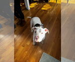 Small #6 American Bulldog Mix