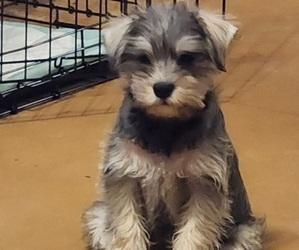 Schnauzer (Miniature) Puppy for sale in TECUMSEH, OK, USA