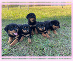 Small Photo #12 Rottweiler Puppy For Sale in COLUMBIA, TN, USA