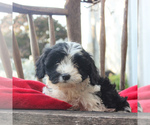 Small Photo #5 Cavapoo Puppy For Sale in GORDONVILLE, PA, USA