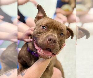 Bulldog-Unknown Mix Dogs for adoption in West Cornwall, CT, USA