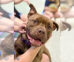 Small Bulldog Mix