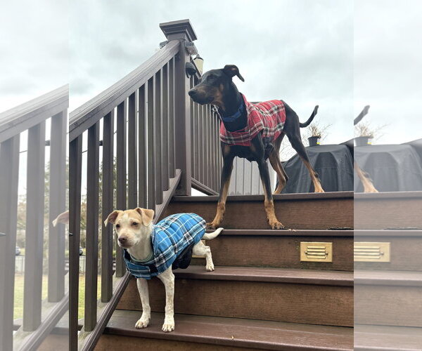 Medium Photo #15 Doberman Pinscher Puppy For Sale in Boonton, NJ, USA