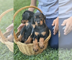 Doberman Pinscher Puppy for sale in RIVERSIDE, CA, USA