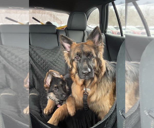 Medium Photo #19 German Shepherd Dog Puppy For Sale in LA FAYETTE, NY, USA
