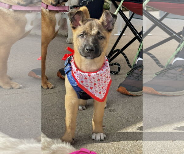 Medium Photo #3 Mutt Puppy For Sale in Newport Beach, CA, USA