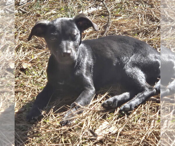 Medium Photo #1 Shepradors Puppy For Sale in McDonough, GA, USA