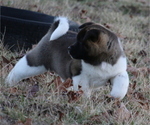 Small Photo #1 Akita Puppy For Sale in STRAFFORD, MO, USA