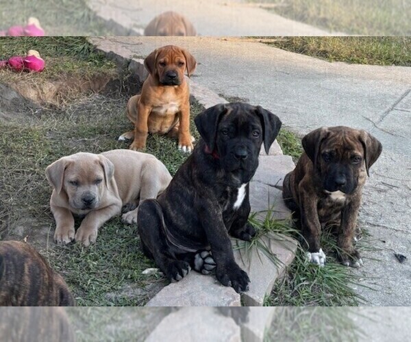 Medium Photo #2 Cane Corso Puppy For Sale in FAYETTEVILLE, NC, USA