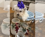 Small Photo #13 Shih-Poo Puppy For Sale in DINWIDDIE, VA, USA