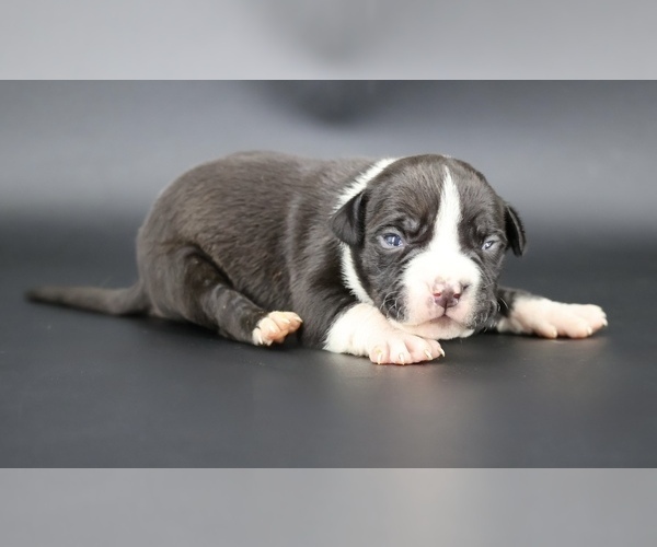 Medium Photo #1 American Bully Puppy For Sale in CHAMPAIGN, IL, USA