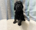 Small Photo #7 Goldendoodle Puppy For Sale in DENVER, NC, USA