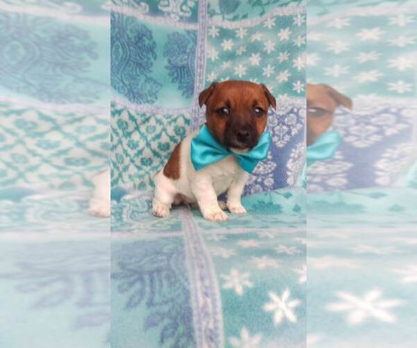 Medium Photo #7 Jack Russell Terrier Puppy For Sale in HONEY BROOK, PA, USA