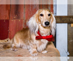 Father of the Dachshund puppies born on 11/08/2024