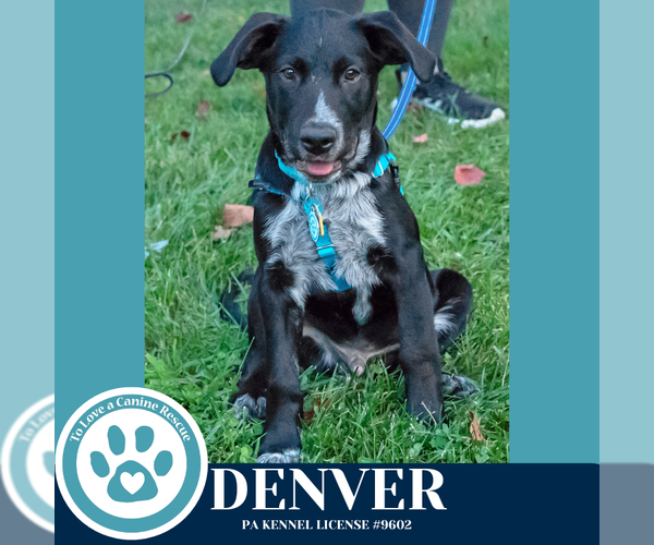 Medium Photo #26 Golden Retriever-Unknown Mix Puppy For Sale in Kimberton, PA, USA