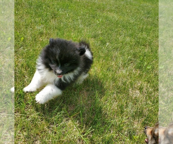 Medium Photo #2 Pomeranian Puppy For Sale in SAINT PAUL, MN, USA