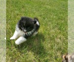 Small Photo #2 Pomeranian Puppy For Sale in SAINT PAUL, MN, USA