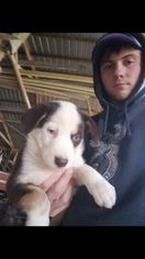 Australian Shepherd-Siberian Husky Mix Puppy for sale in TECUMSEH, KS, USA