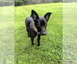 Small Photo #30 German Shepherd Dog-Unknown Mix Puppy For Sale in Brewster, NY, USA