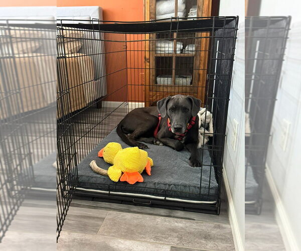Medium Photo #4 Great Dane-Unknown Mix Puppy For Sale in Bullard, TX, USA
