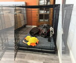 Small #3 Great Dane Mix