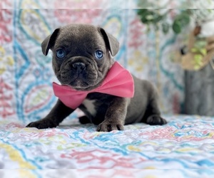 French Bulldog Puppy for sale in LANCASTER, PA, USA