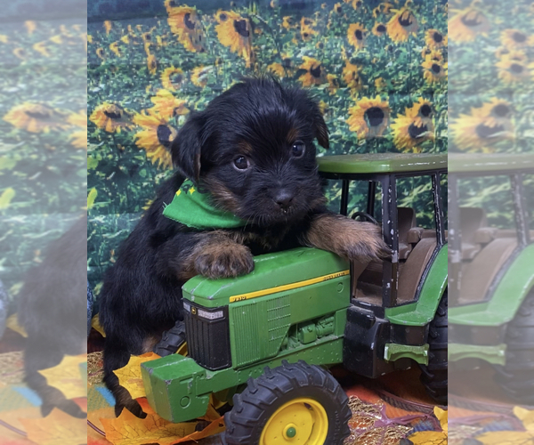 Medium Photo #19 Shorkie Tzu Puppy For Sale in SELLERSBURG, IN, USA