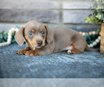 Puppy Tia Dachshund