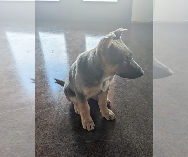 Medium Photo #2 German Shepherd Dog Puppy For Sale in BARRON, WI, USA