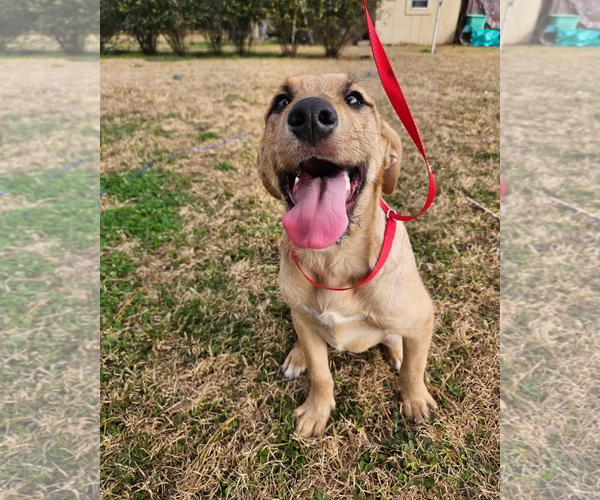 Medium Photo #1 Australian Shepherd-Unknown Mix Puppy For Sale in Wakefield, RI, USA