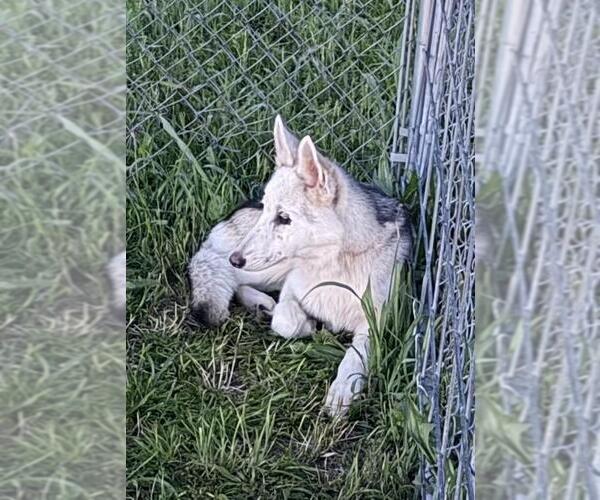 Medium Photo #16 Siberian Husky-Unknown Mix Puppy For Sale in Wakefield, RI, USA
