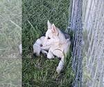 Small #15 Siberian Husky Mix