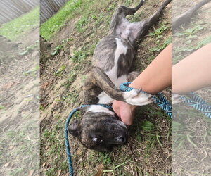 Francis - Female Mutt Dog for Adoption - Photo #3