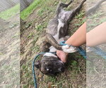 Small Photo #3 Mutt Puppy For Sale in Jackson, MS, USA