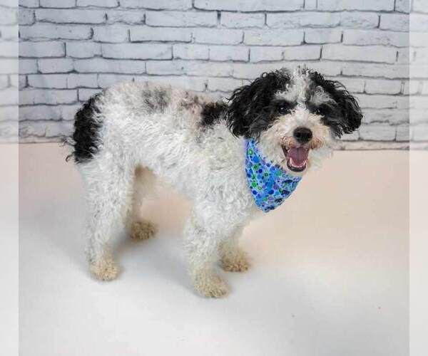 Medium Photo #10 Poochon Puppy For Sale in Kennesaw, GA, USA