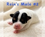 Puppy Male 2 Jack Russell Terrier