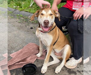 Odin - Male Mutt Dog for Adoption - Photo #2