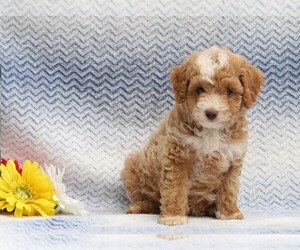 Aussiedoodle-Poodle (Miniature) Mix Puppy for sale in FREDERICKSBG, OH, USA