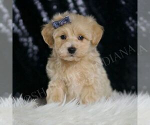 Maltipoo Puppy for sale in WARSAW, IN, USA