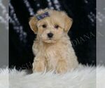 Small Maltipoo