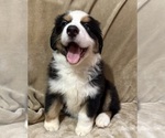 Puppy Murphy Australian Shepherd