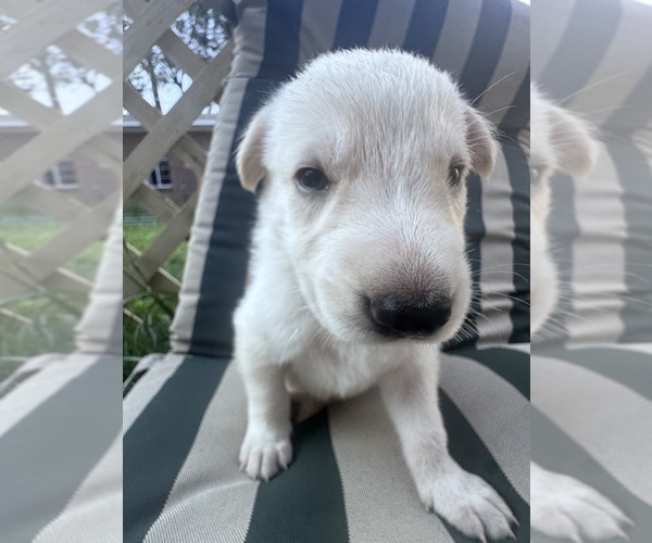 Medium Photo #12 German Shepherd Dog Puppy For Sale in SPRINGFIELD, MO, USA