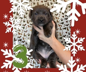 Cane Corso Puppy for sale in TAYLORSVILLE, KY, USA