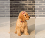 Puppy Rose Goldendoodle