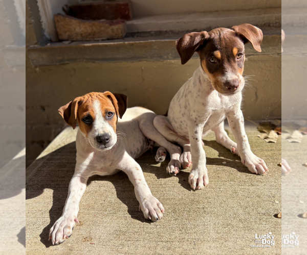 Medium Photo #8 Labrador Retriever-Unknown Mix Puppy For Sale in Washington, DC, USA
