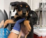 Small #1 Spaniel Mix